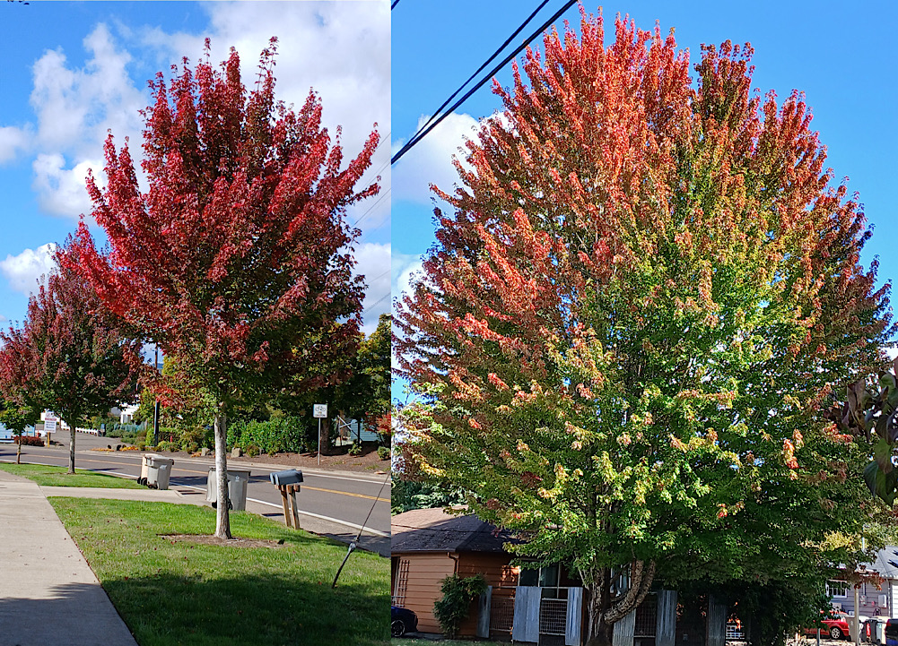 Fall in the pacific northwest — leaves changing colors.